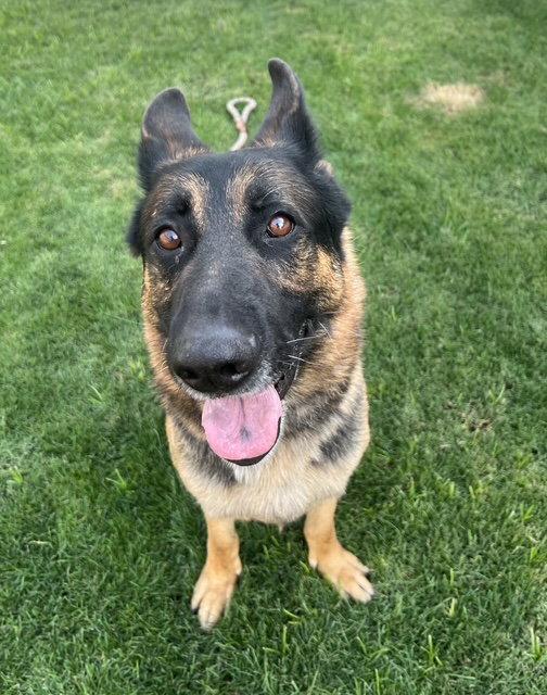 Enlarge Brutus (Courtesy post), a Adoptable German Shepherd Dog in Phoenix, AZ image 1/3