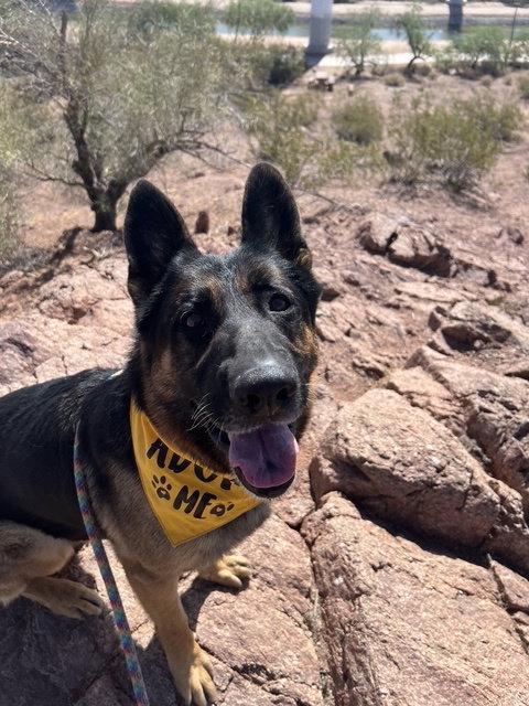 Enlarge Brutus (Courtesy post), a Adoptable German Shepherd Dog in Phoenix, AZ image 1/3
