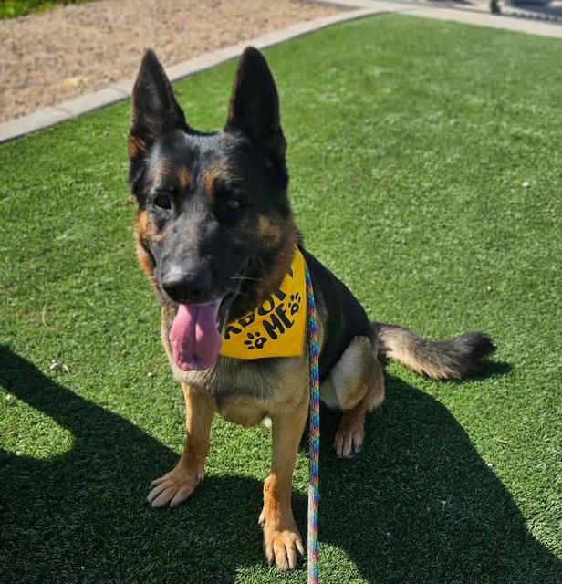 Enlarge Brutus (Courtesy post), a Adoptable German Shepherd Dog in Phoenix, AZ image 2/3