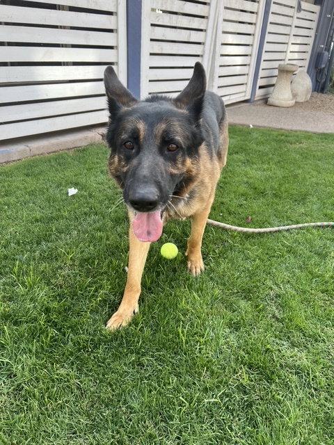 Enlarge Brutus (Courtesy post), a Adoptable German Shepherd Dog in Phoenix, AZ image 2/3