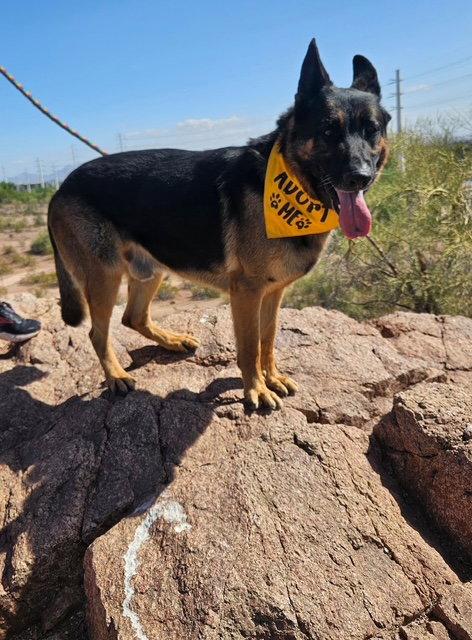 Enlarge Brutus (Courtesy post), a Adoptable German Shepherd Dog in Phoenix, AZ image 3/3