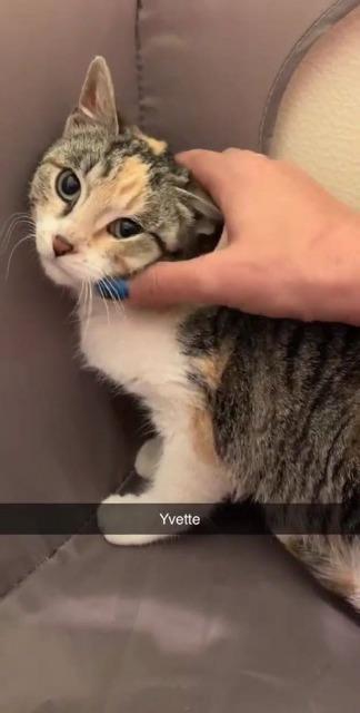 Enlarge Yvette, a Adoptable mixed breed in Ballwin, MO image 2/3