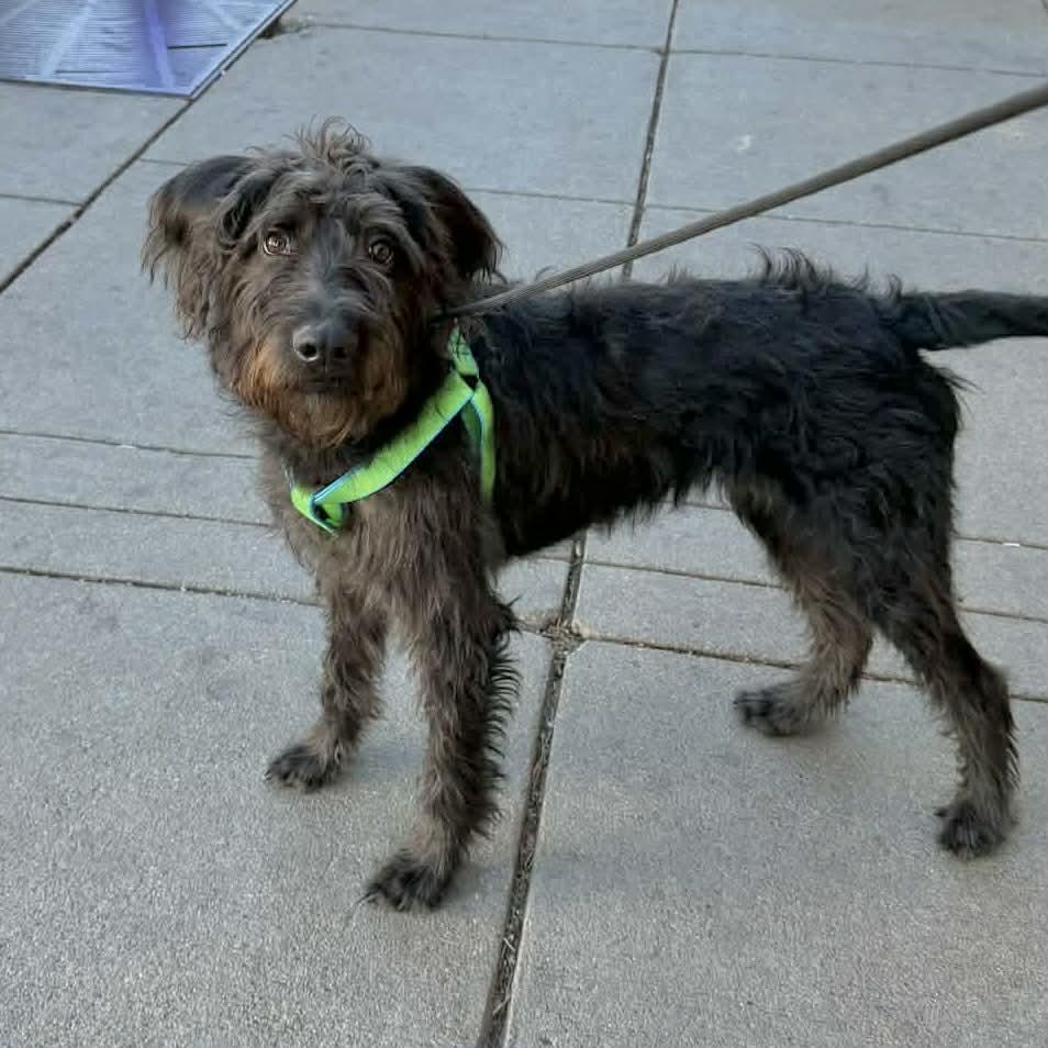 Pluto, ADOPTABLE, Young Male Schnauzer & Poodle.