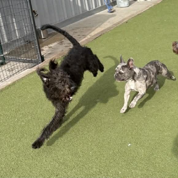 Enlarge Pluto, a ADOPTABLE mixed breed in Boulder, CO image 4/6