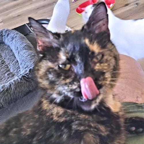 Hemlock, Adoptable, Adult Female Tortoiseshell.