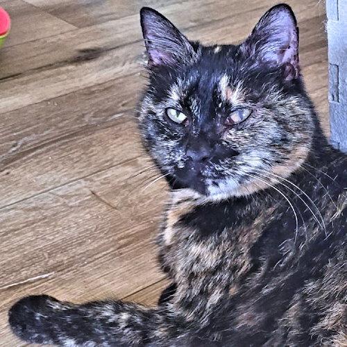 Hemlock, a Adoptable Tortoiseshell in Rutherfordton, NC image 3/3