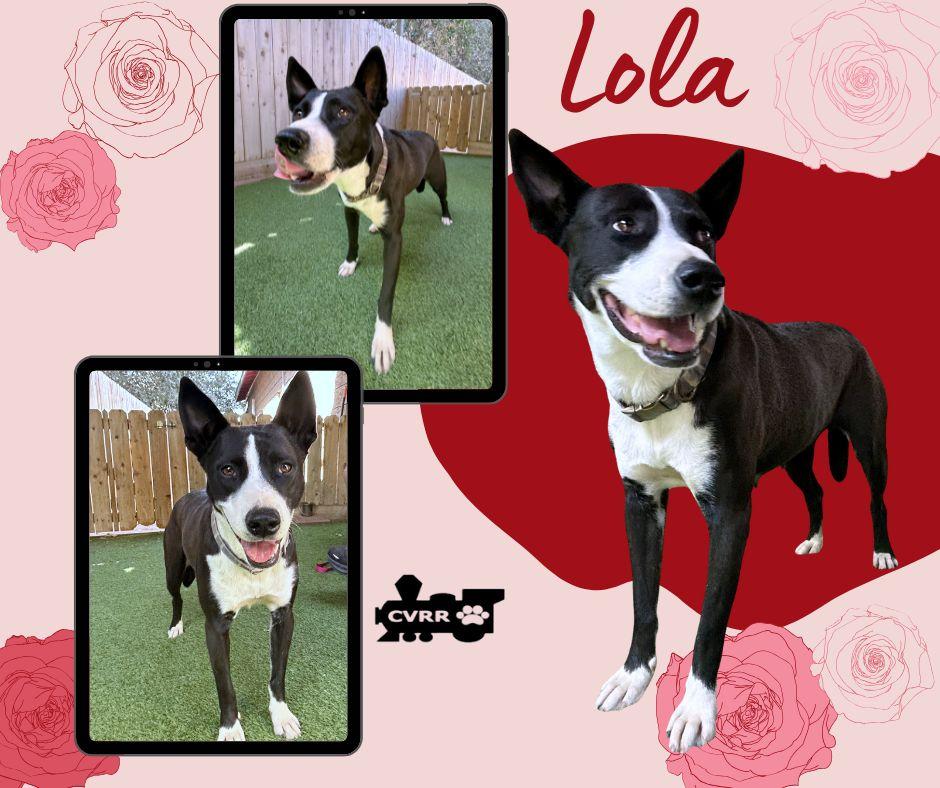 Lola, Adoptable, Adult Female McNab.