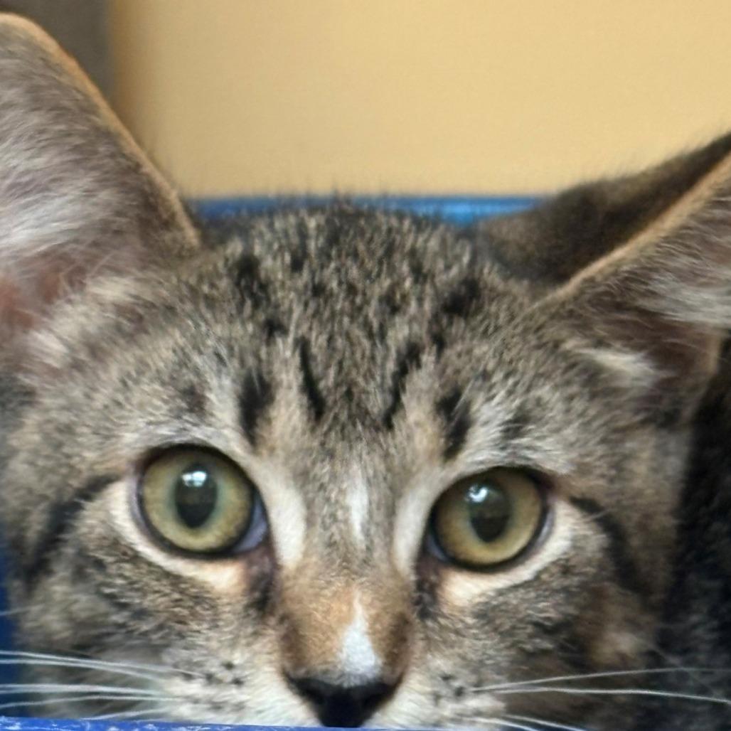 Enlarge Lightning, a Adoptable Domestic Short Hair in East Hanover, NJ image 1/4