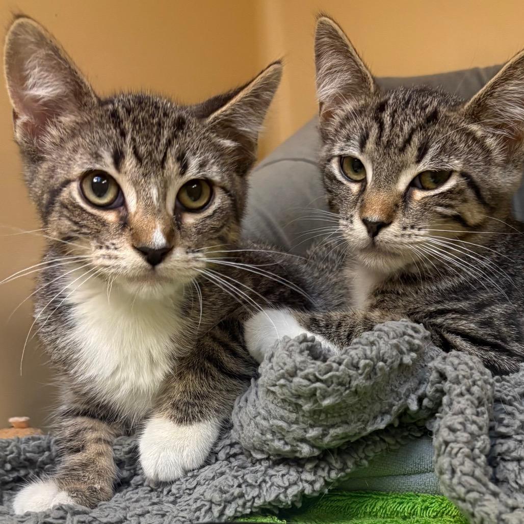 Enlarge Lightning, a Adoptable Domestic Short Hair in East Hanover, NJ image 2/4