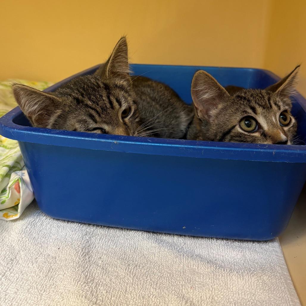 Enlarge Lightning, a Adoptable Domestic Short Hair in East Hanover, NJ image 3/4