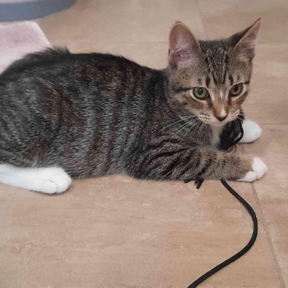 Enlarge Lightning, a Adoptable Domestic Short Hair in East Hanover, NJ image 4/4