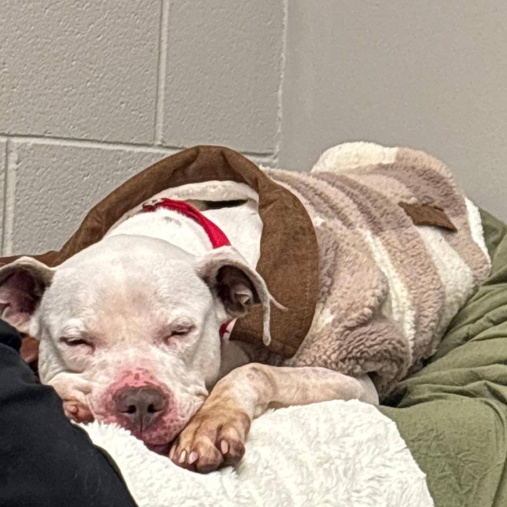 Enlarge Dove, a Adoptable Mixed Breed in Batavia, OH image 1/6