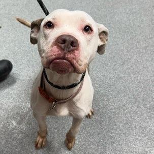 Enlarge Dove, a Adoptable Mixed Breed in Batavia, OH image 2/6