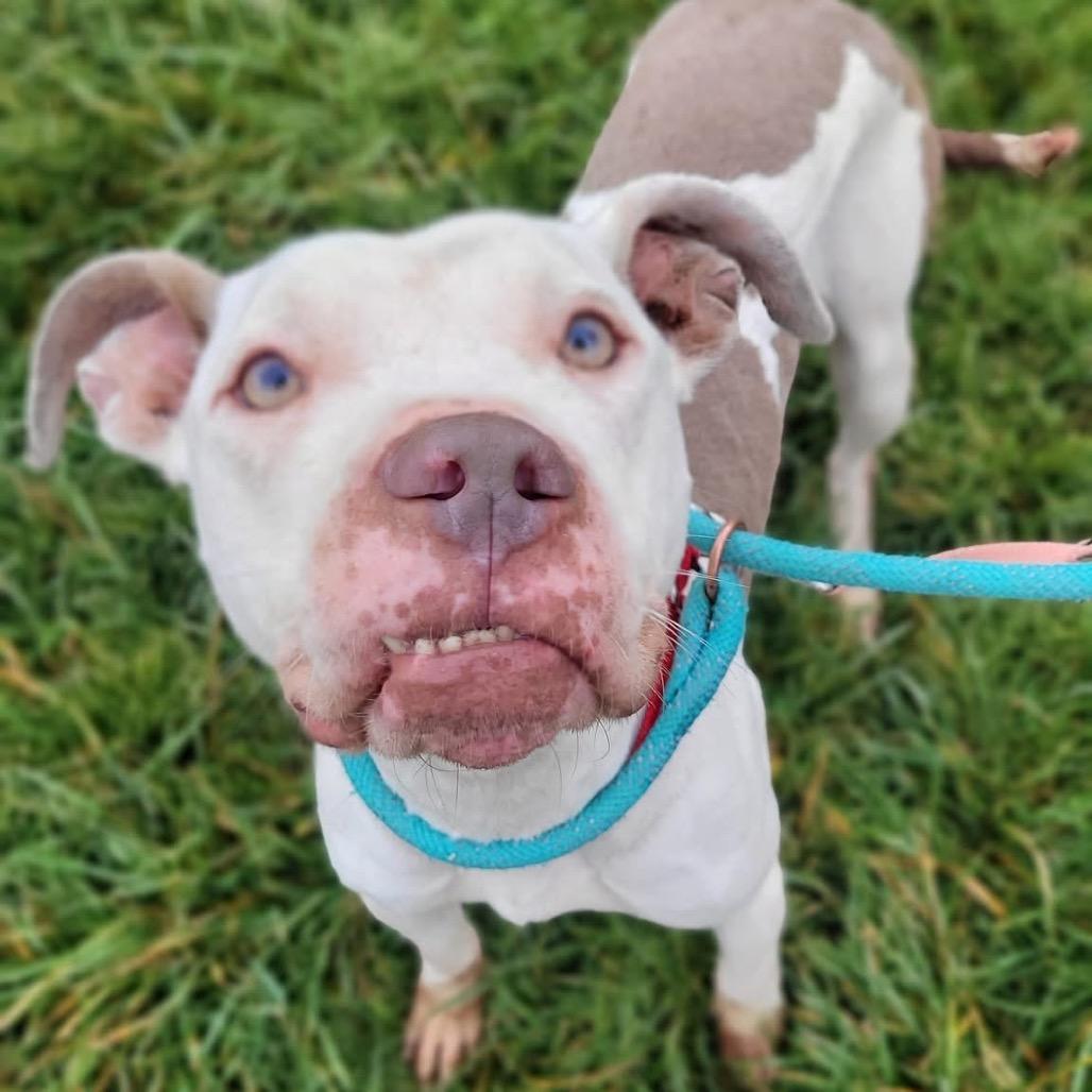 Enlarge Dove, a Adoptable Mixed Breed in Batavia, OH image 4/6