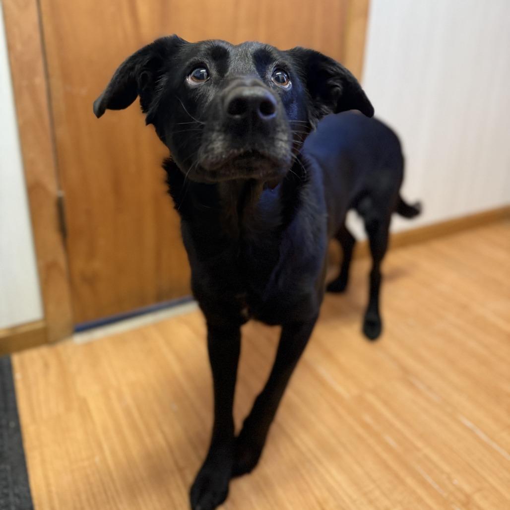 Enlarge Beauty, a Adoptable mixed breed in Madison, WI image 1/5