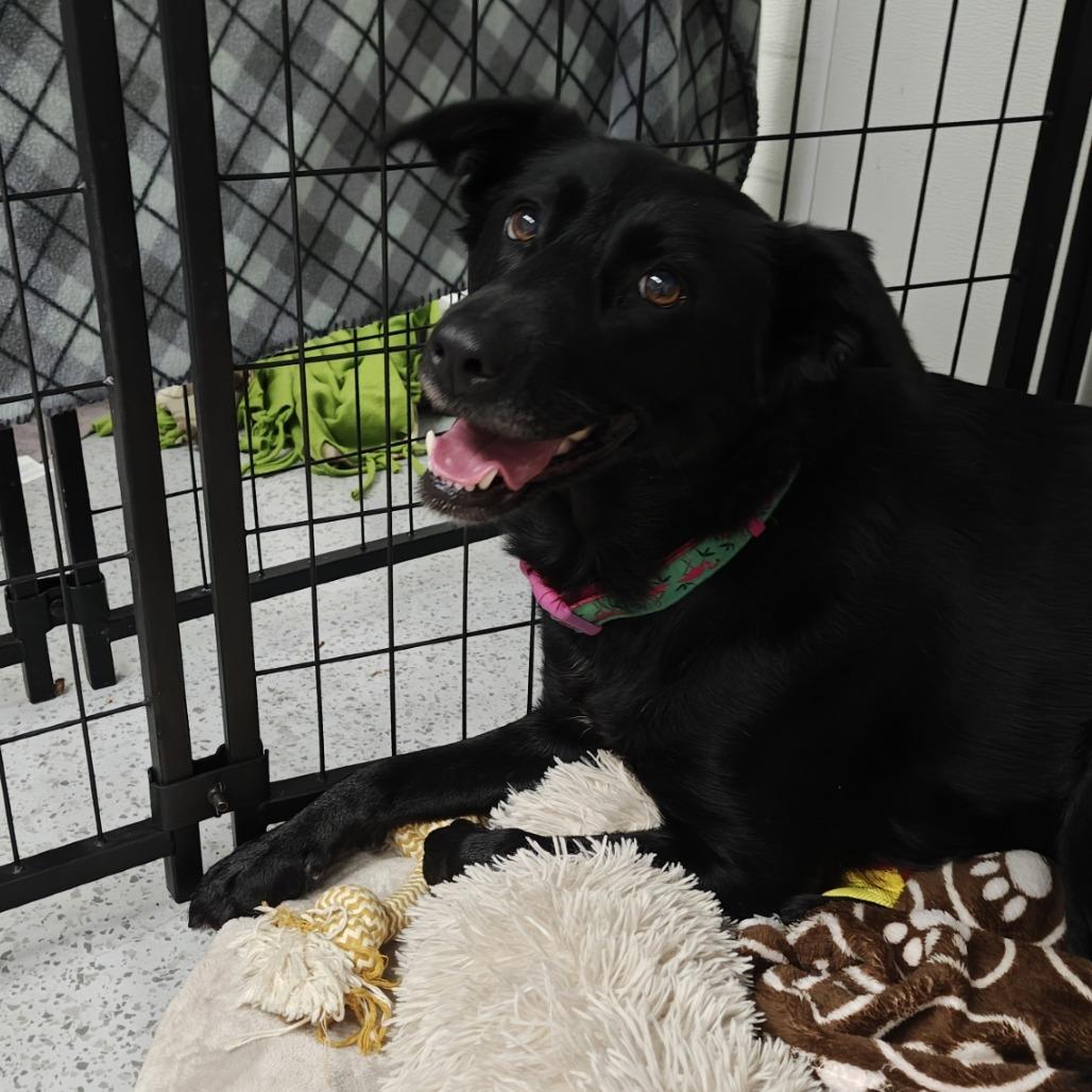 Enlarge Beauty, a Adoptable mixed breed in Madison, WI image 2/5