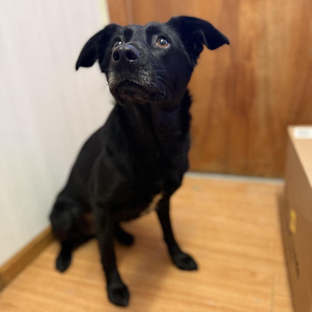 Enlarge Beauty, a Adoptable mixed breed in Madison, WI image 3/5