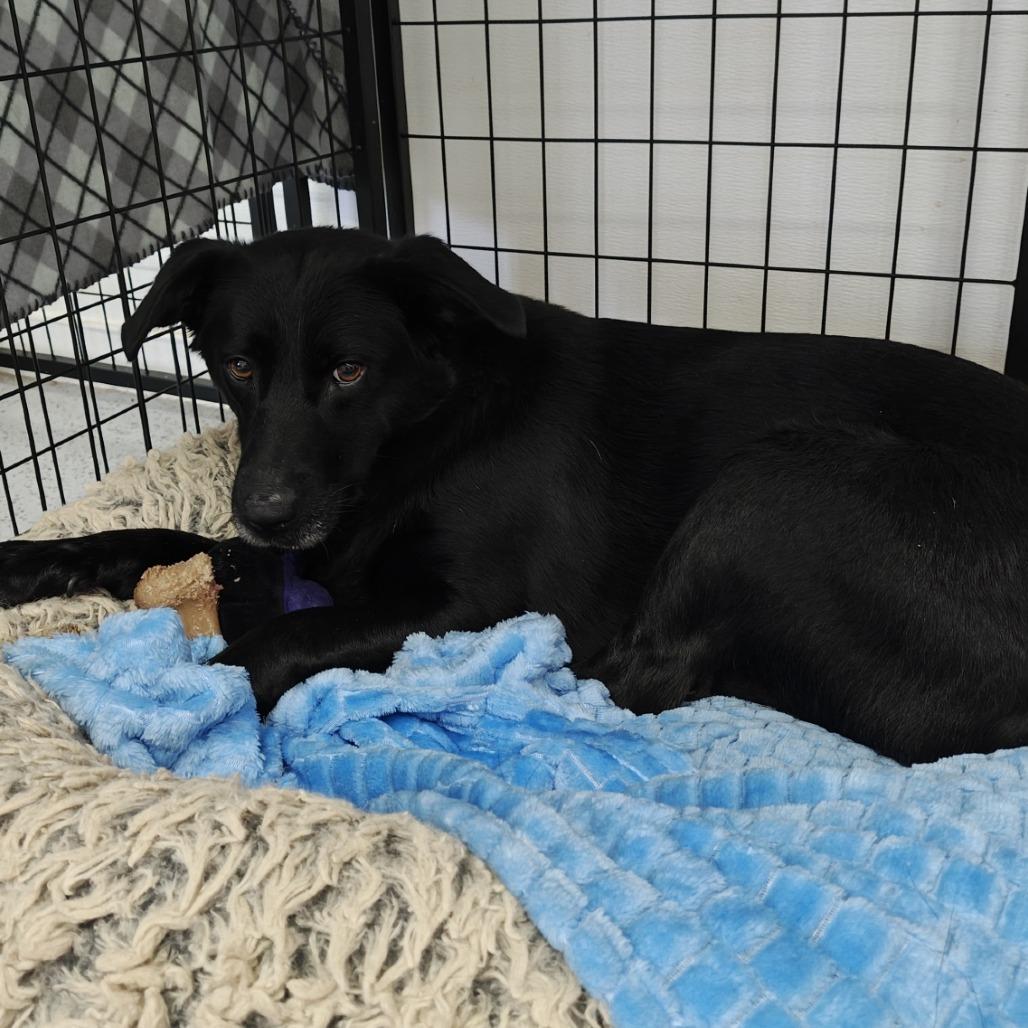 Enlarge Beauty, a Adoptable mixed breed in Madison, WI image 4/5