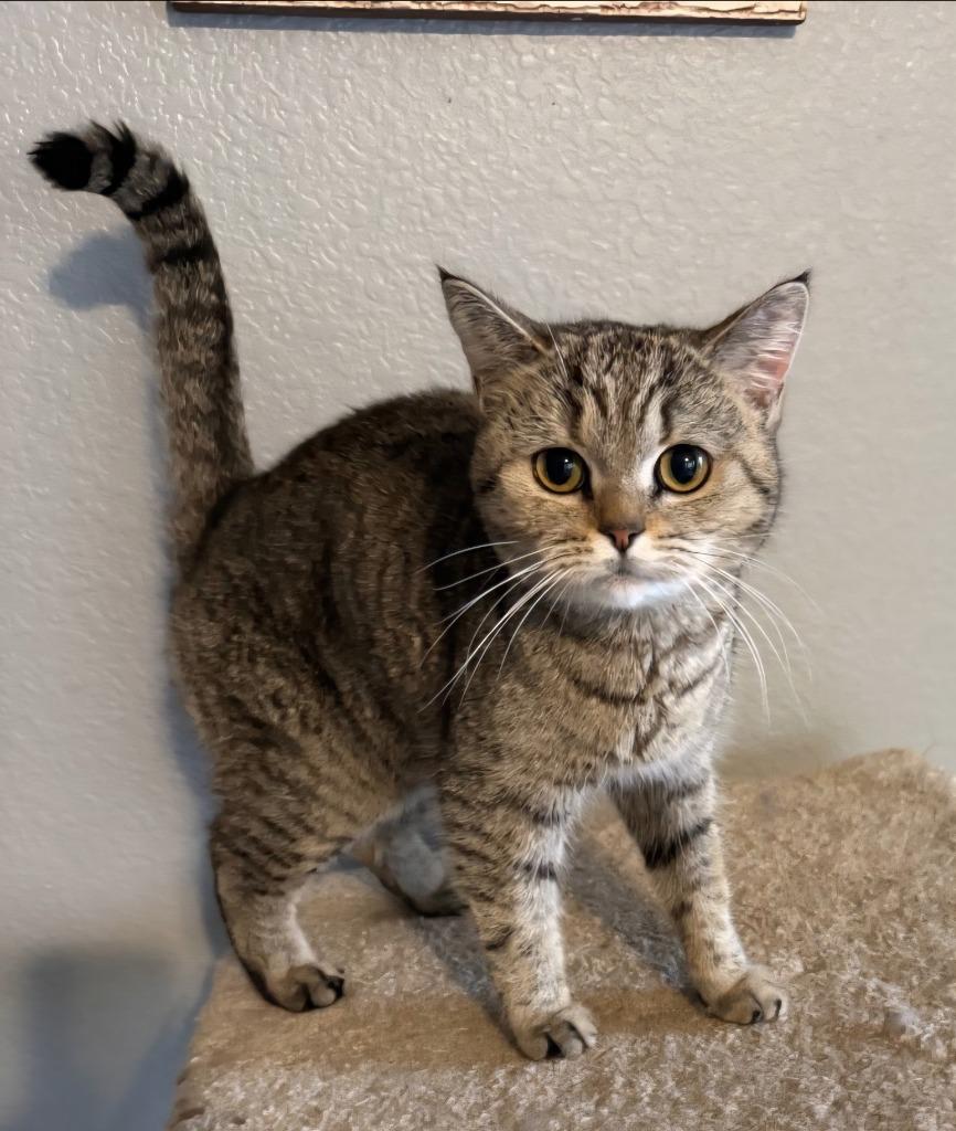 Enlarge Kiara, a Adoptable mixed breed in San Jacinto, CA image 1/2