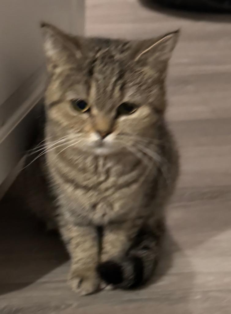 Enlarge Kiara, a Adoptable mixed breed in San Jacinto, CA image 2/2