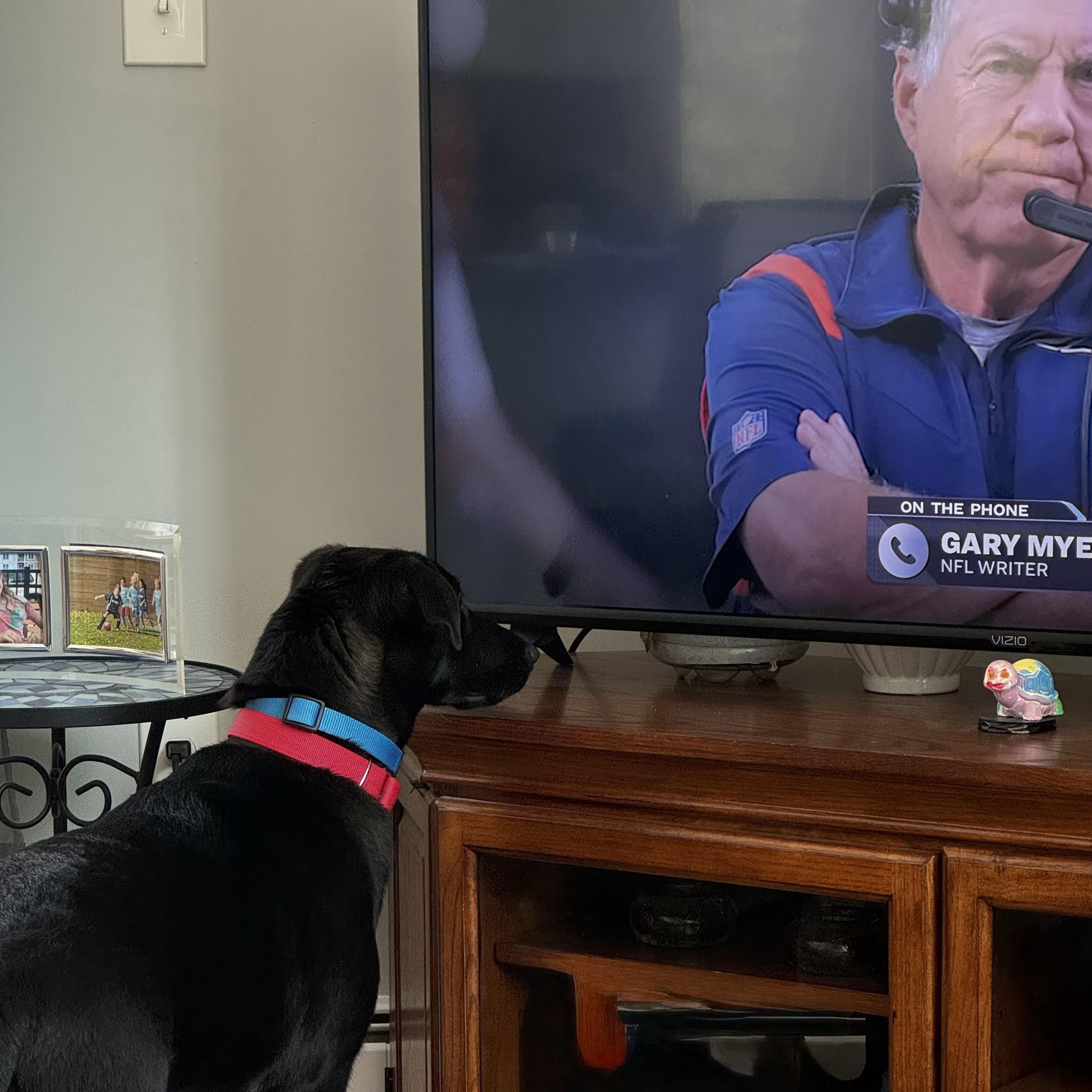 Enlarge Ava- COME MEET ME!, a Adoptable mixed breed in Medfield, MA image 4/6