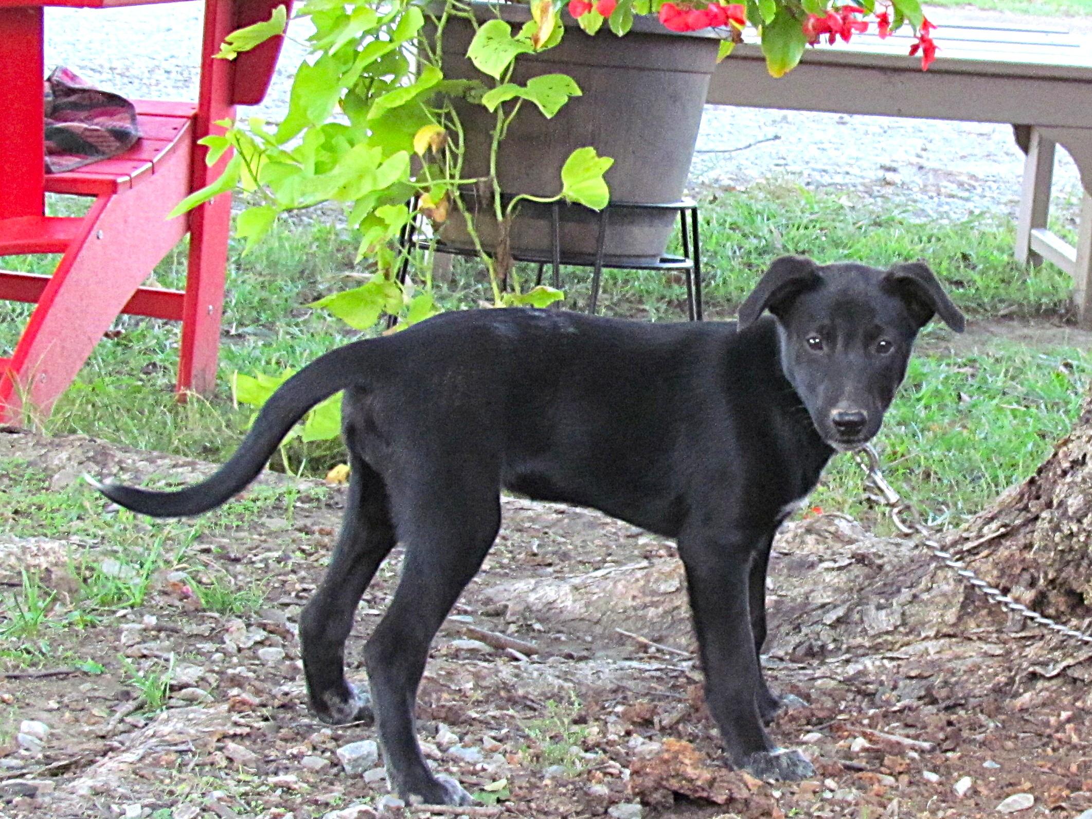 Ava- COME MEET ME Jan 26!, Adoptable, Puppy Female Australian Cattle Dog / Blue Heeler & Mixed Breed.