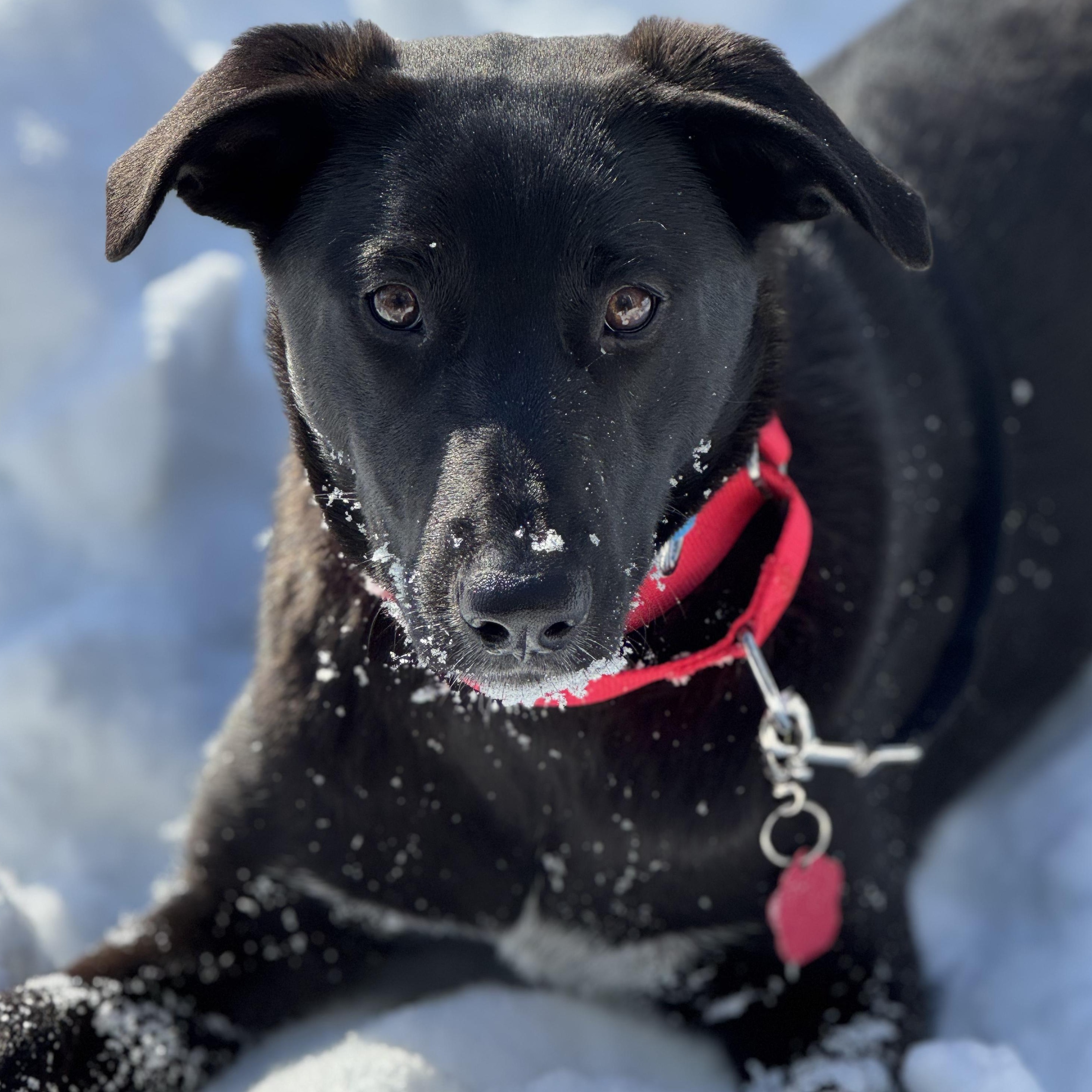 Ava- COME MEET ME!, Adoptable, Puppy Female Australian Cattle Dog / Blue Heeler & Mixed Breed.
