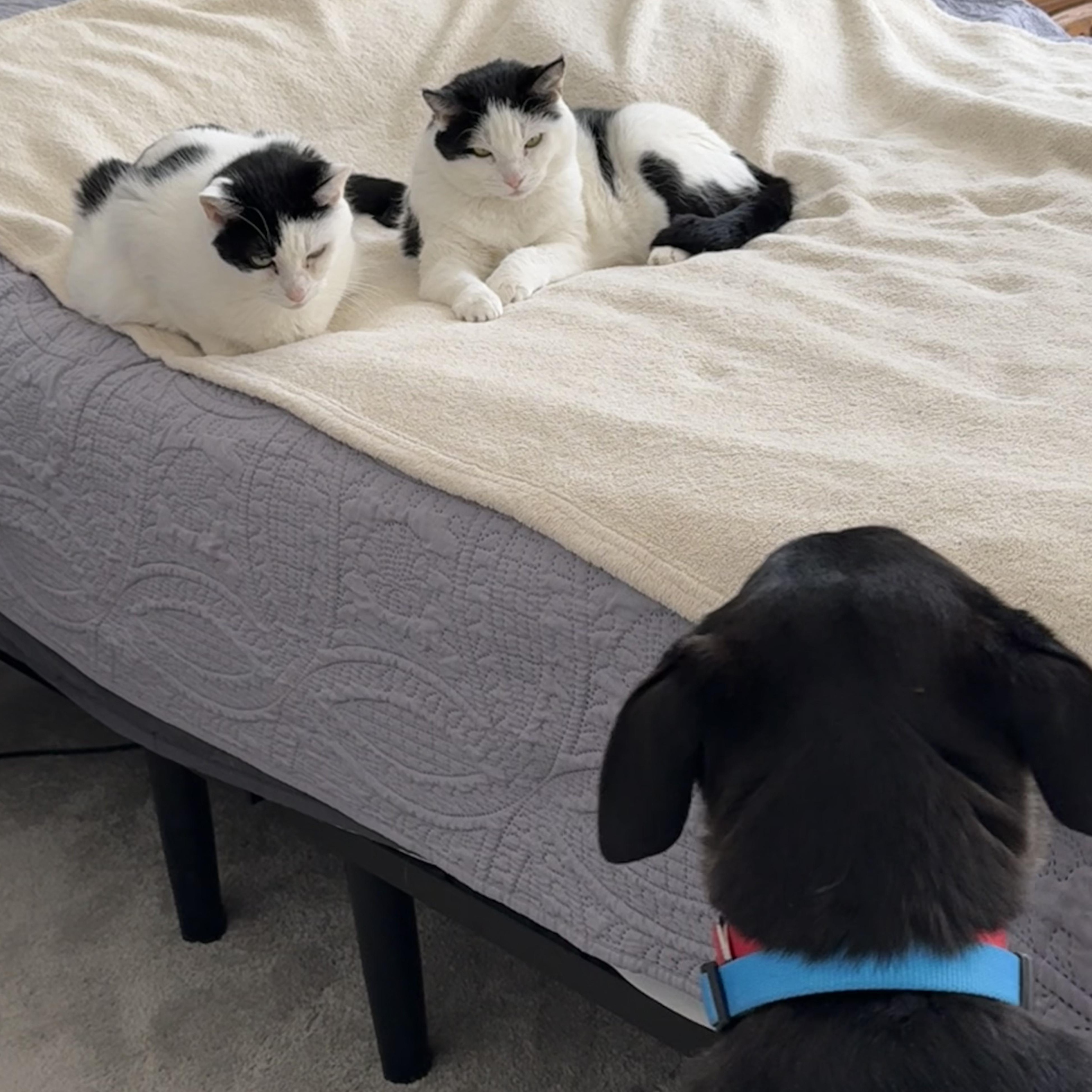 Enlarge Ava- COME MEET ME!, a Adoptable mixed breed in Medfield, MA image 3/6