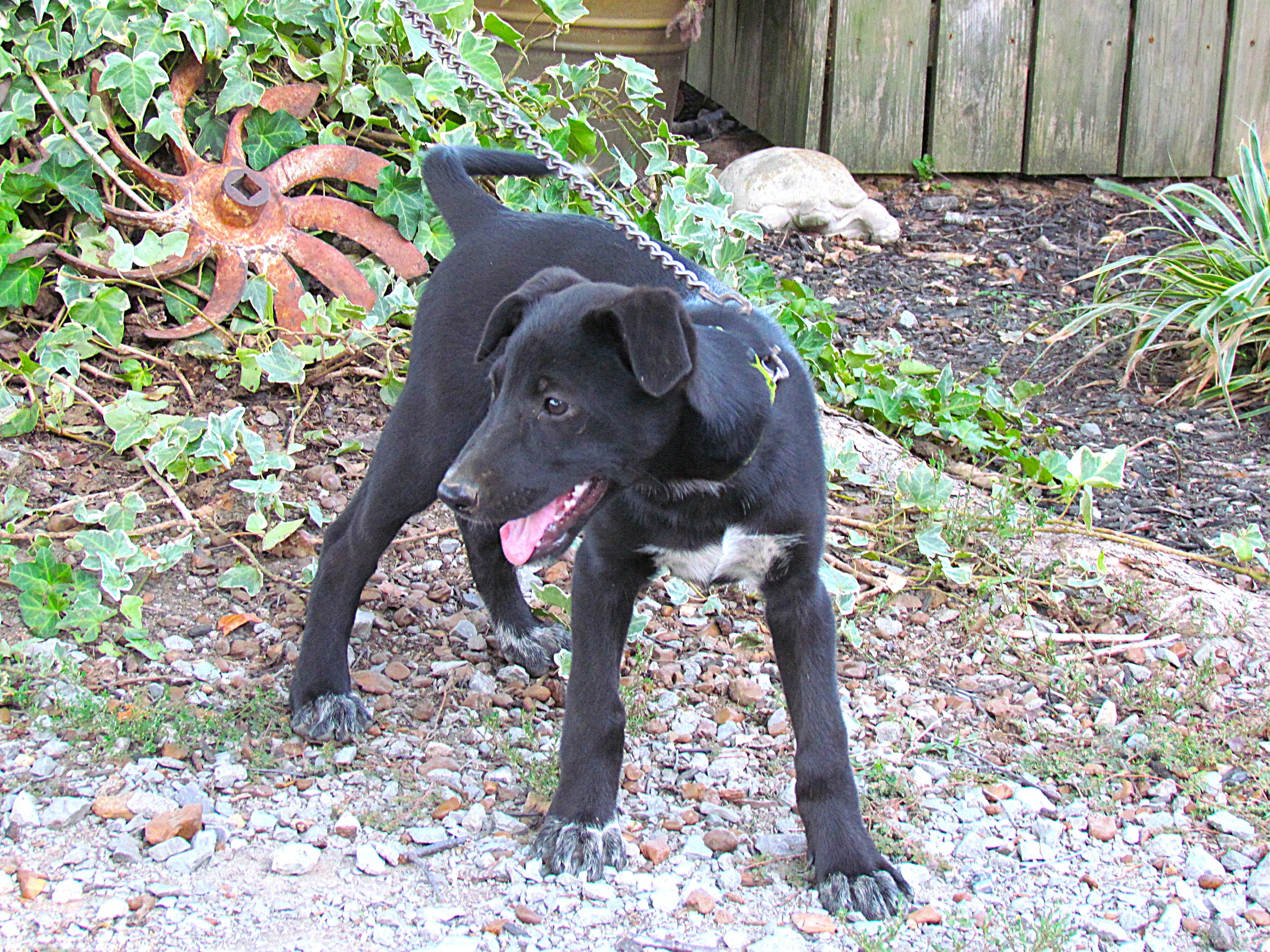 Ava- COME MEET ME Jan 26!, a Adoptable mixed breed in Medfield, MA image 2/5