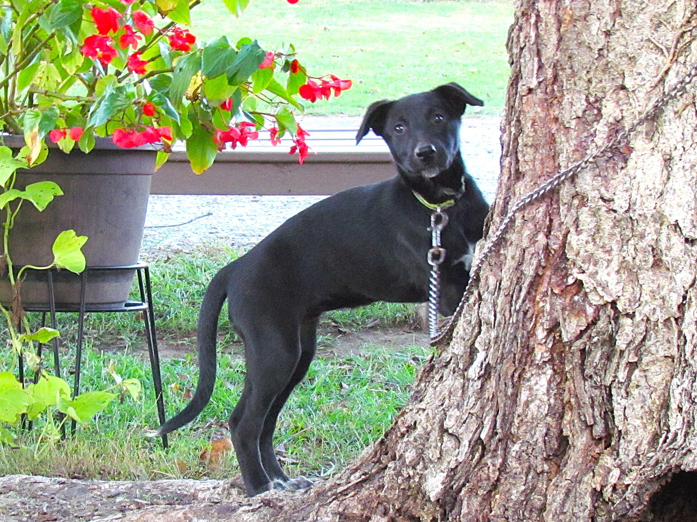 Ava- COME MEET ME Jan 26!, a Adoptable mixed breed in Medfield, MA image 3/5