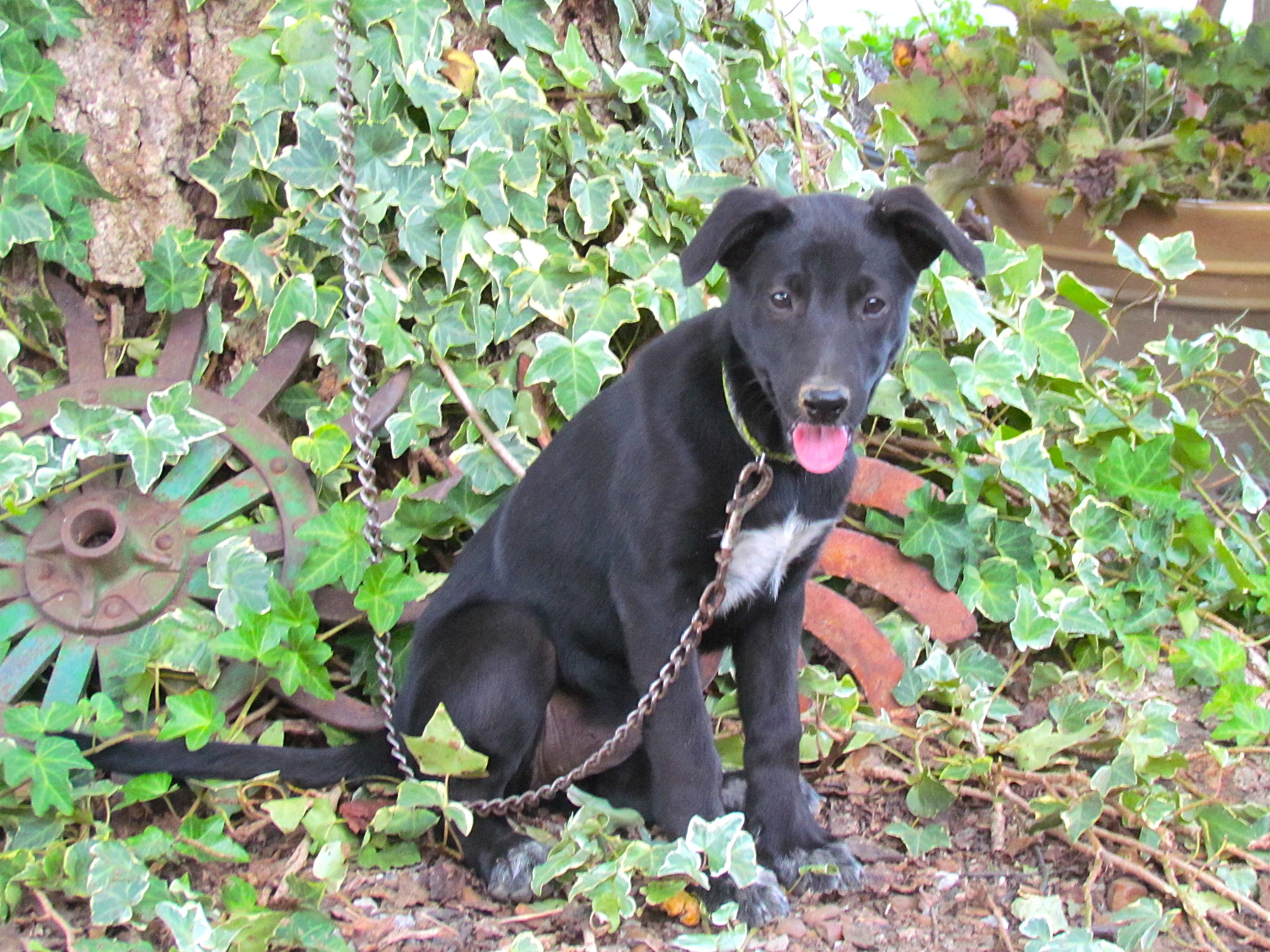 Ava- COME MEET ME Jan 26!, a Adoptable mixed breed in Medfield, MA image 4/5