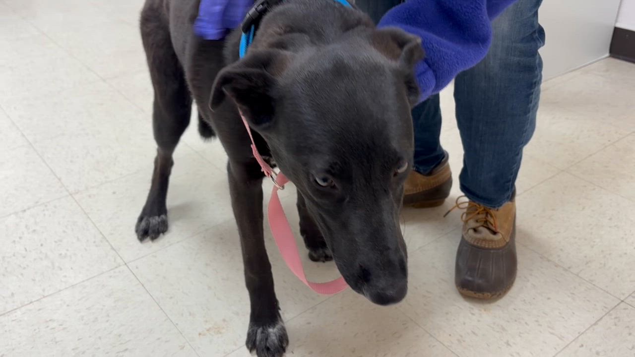 Enlarge Ava- COME MEET ME!, a Adoptable mixed breed in Medfield, MA video 6/6