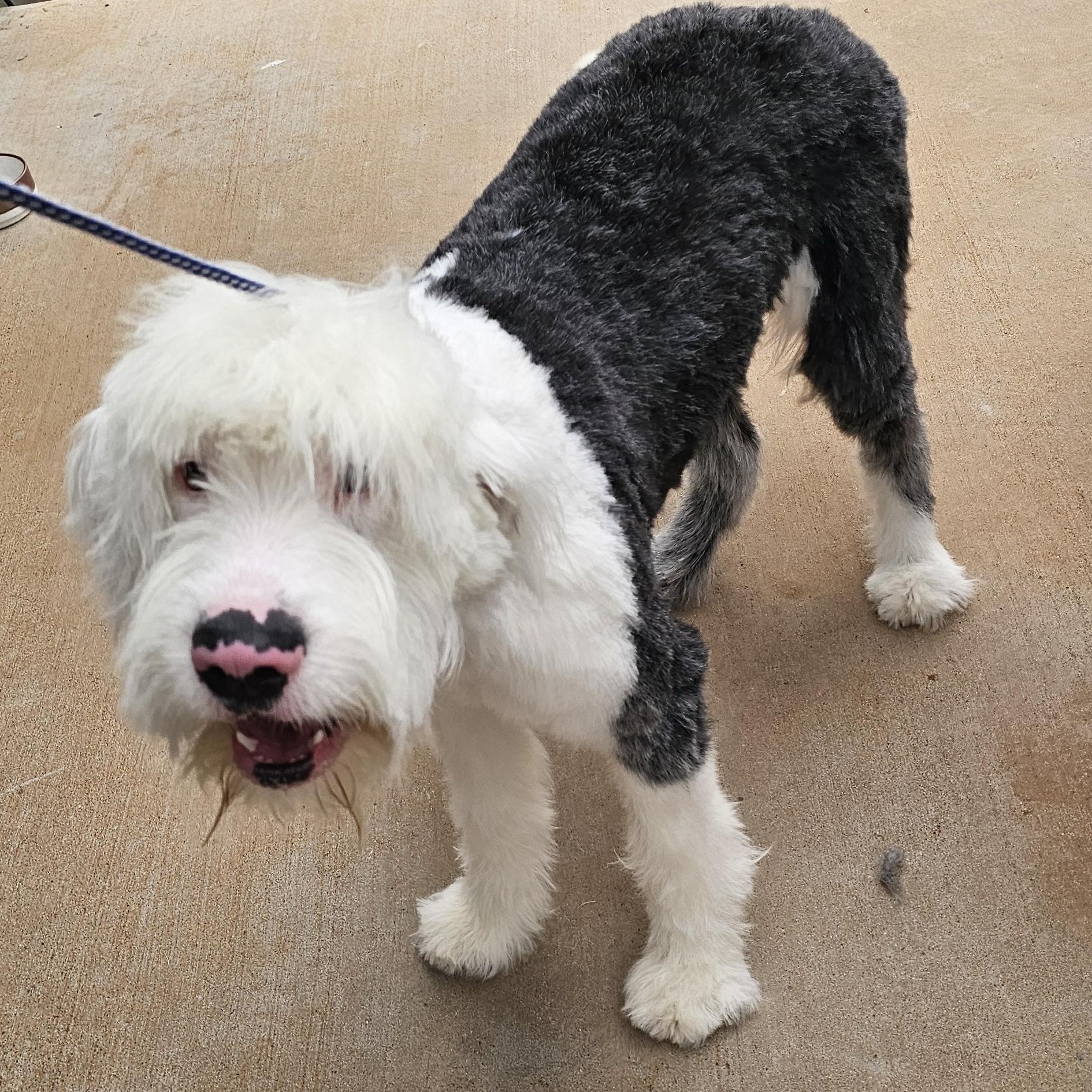 Enlarge Bunny, an adopted Old English Sheepdog in Clovis, NM image 1/1