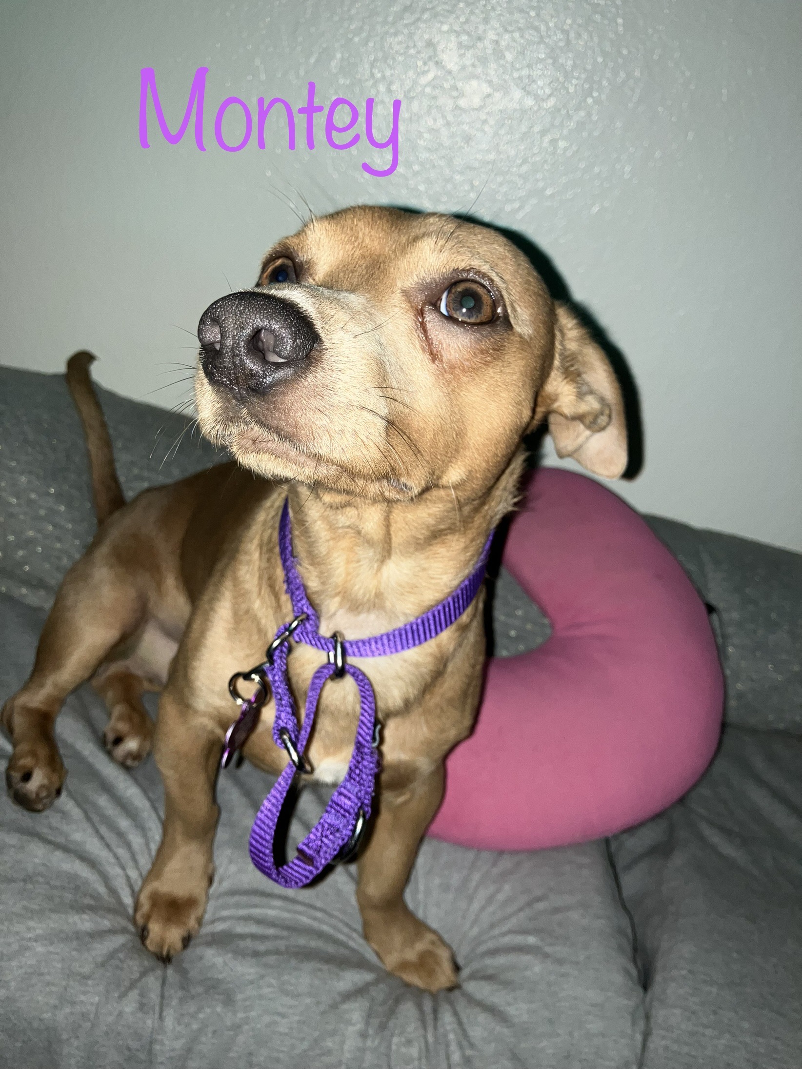 Montey