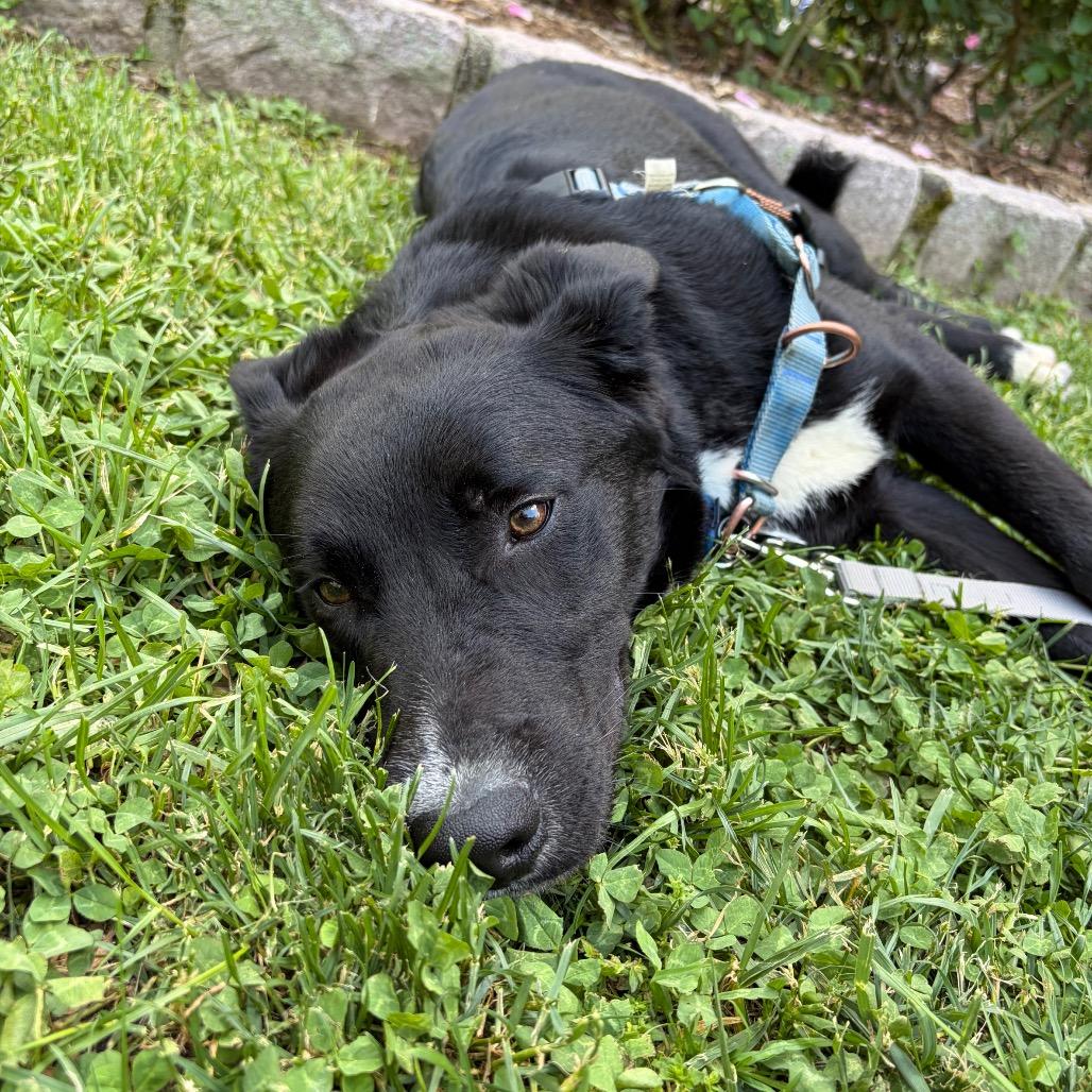 Wurlitzer, Adoptable, Young Male Border Collie & Mixed Breed.
