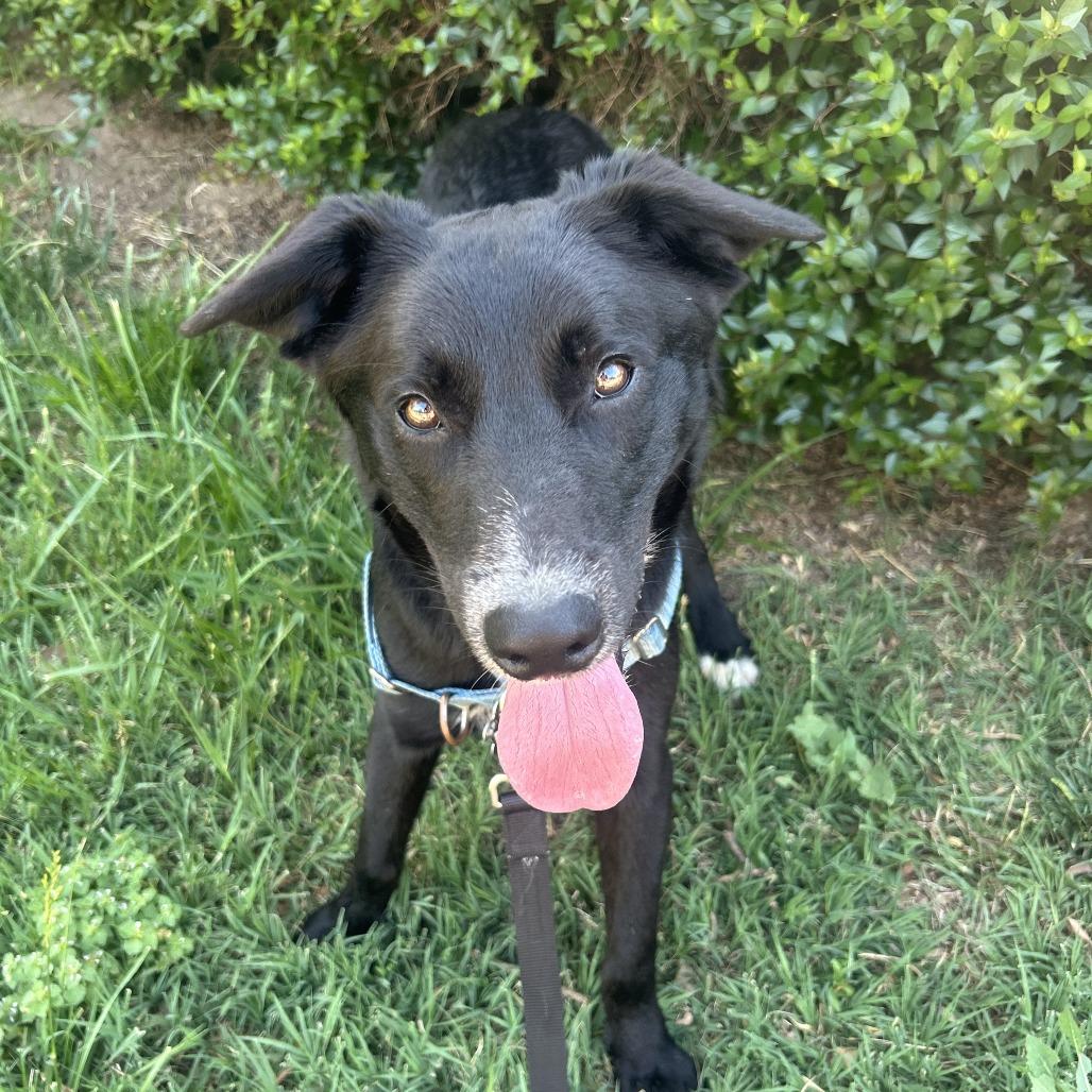 Enlarge Wurlitzer, a Adoptable mixed breed in Falls Church, VA image 2/6