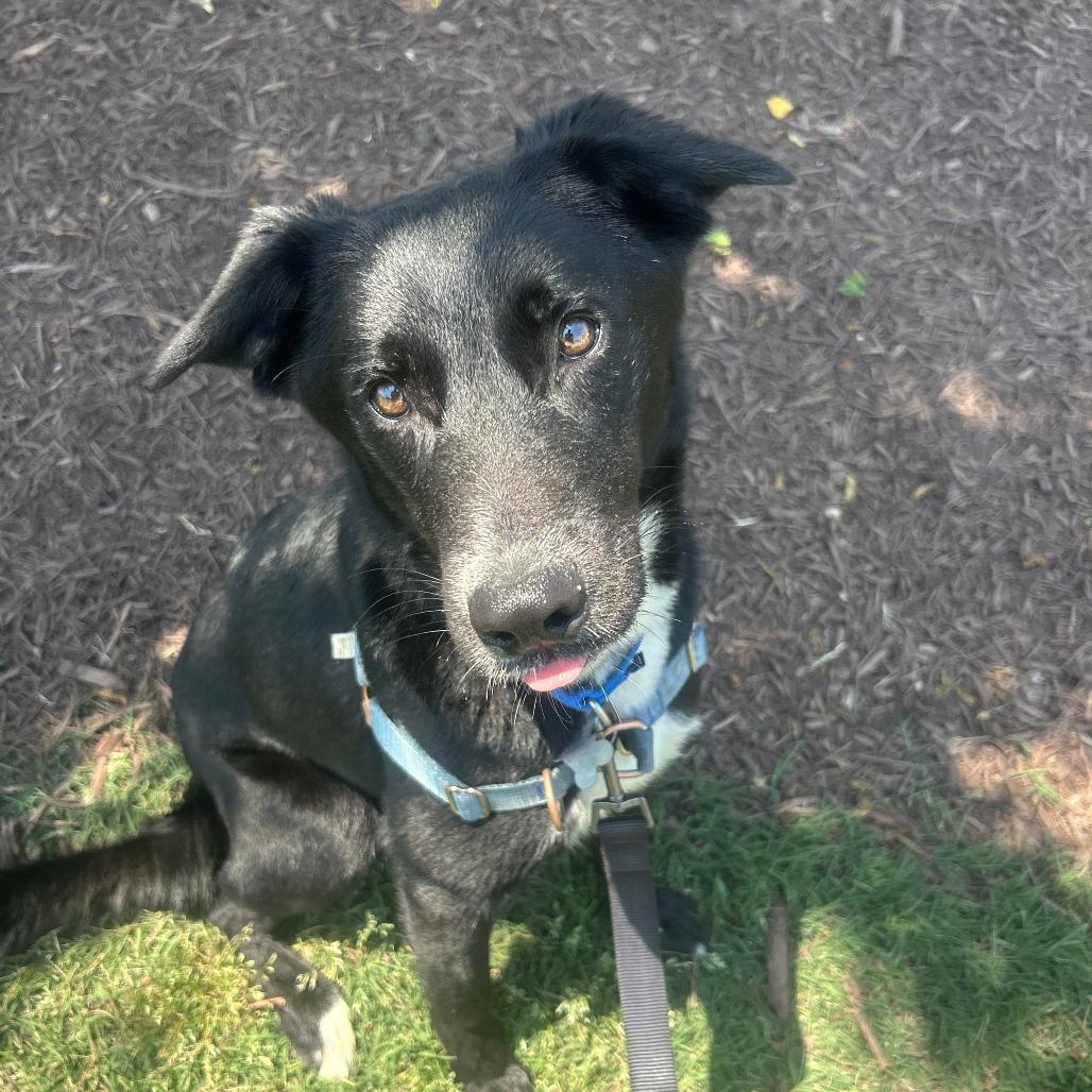 Enlarge Wurlitzer, a Adoptable mixed breed in Falls Church, VA image 3/6