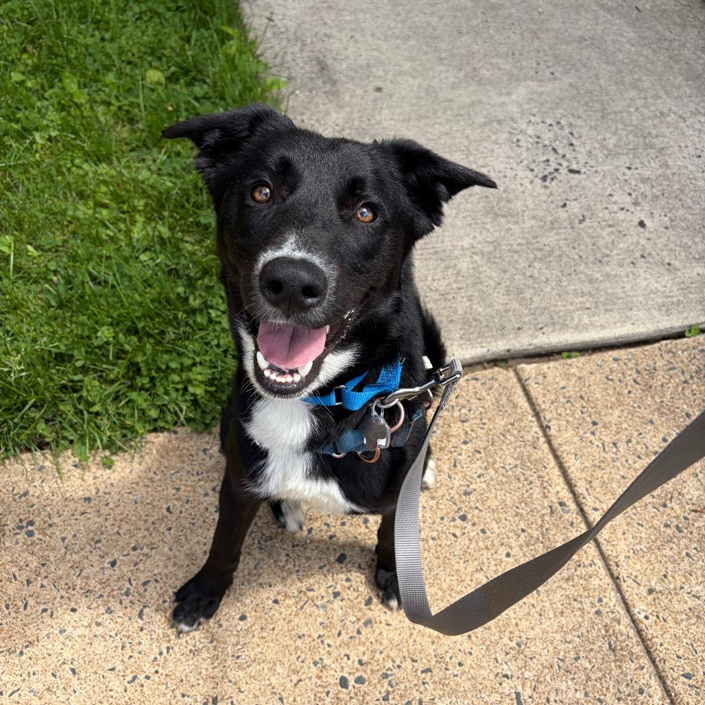 Enlarge Wurlitzer, a Adoptable mixed breed in Falls Church, VA image 4/6