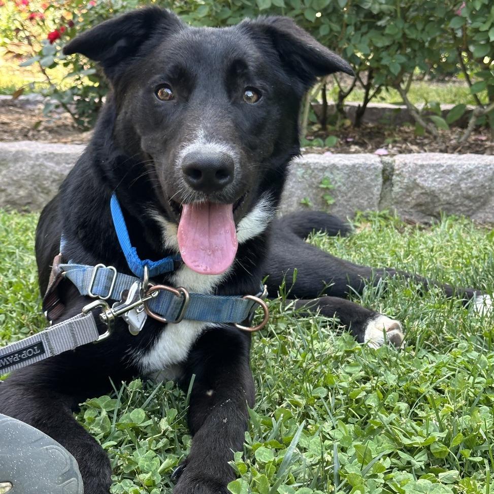 Enlarge Wurlitzer, a Adoptable mixed breed in Falls Church, VA image 5/6