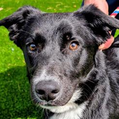 Enlarge Wurlitzer, a Adoptable mixed breed in Falls Church, VA image 6/6