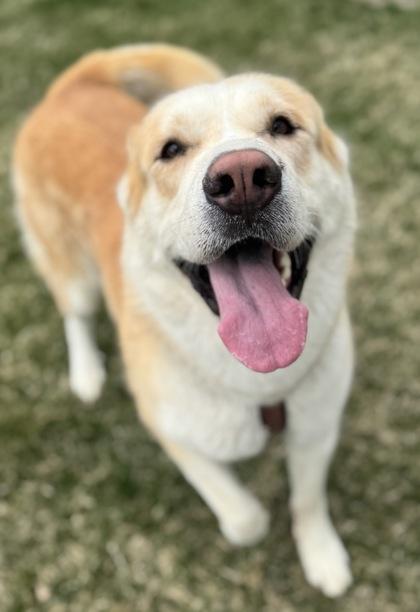 Archie, ADOPTABLE, Young Male Mixed Breed.