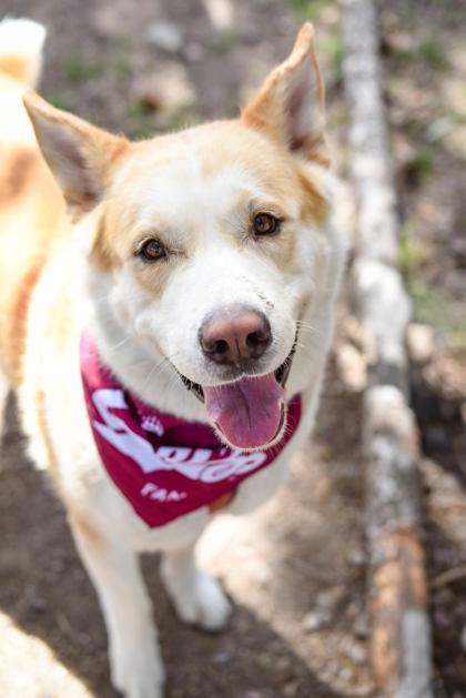 Archie, a ADOPTABLE Mixed Breed in Missoula, MT image 2/2
