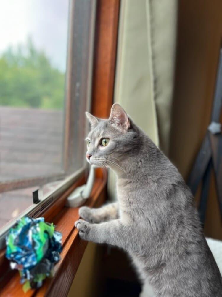 Lululemon, a Adoptable mixed breed in Wheaton, IL image 1/6