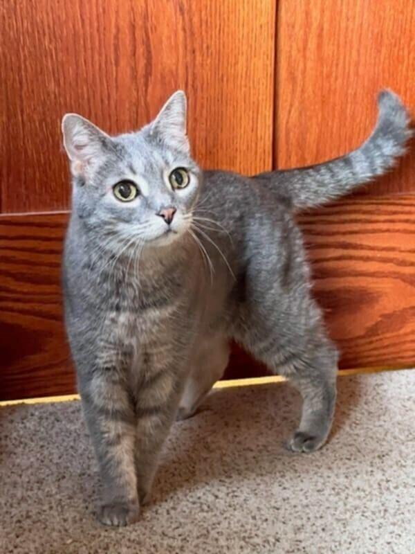 Lululemon, a Adoptable mixed breed in Wheaton, IL image 4/6