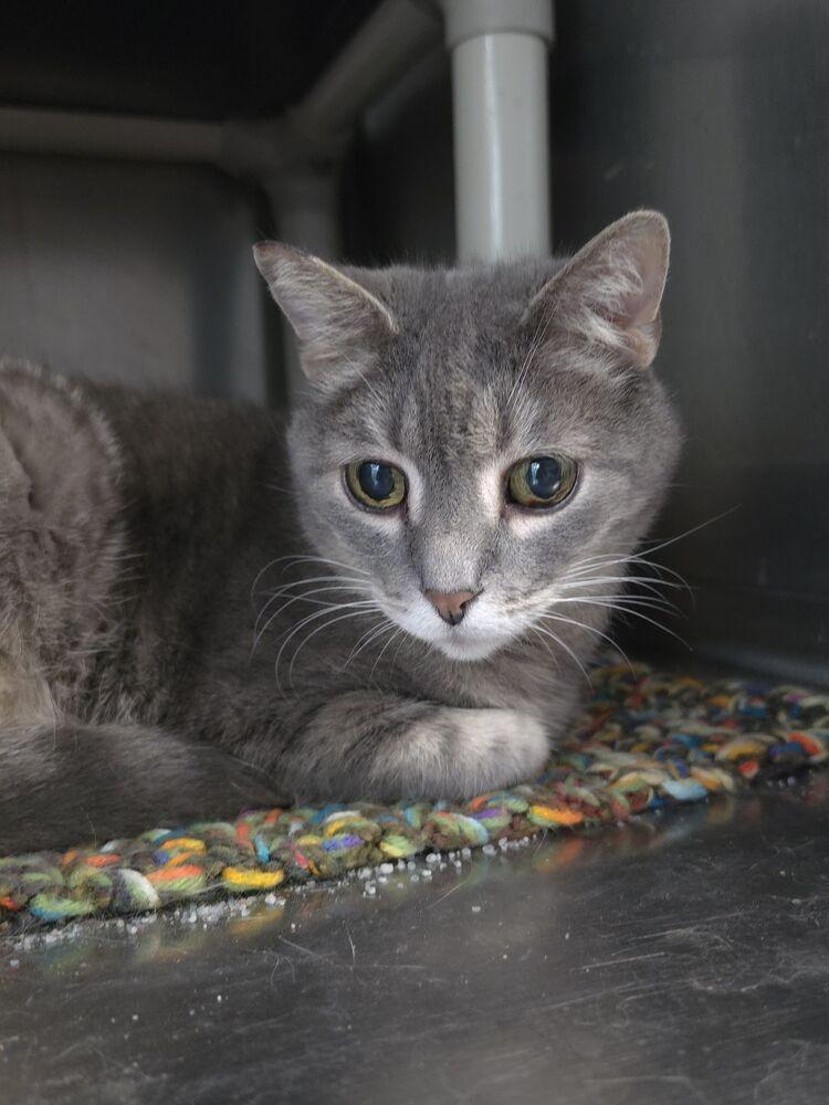 Enlarge Lululemon, a Adoptable mixed breed in Wheaton, IL image 3/4