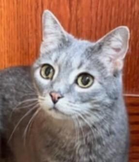 Lululemon, a Adoptable mixed breed in Wheaton, IL image 6/6