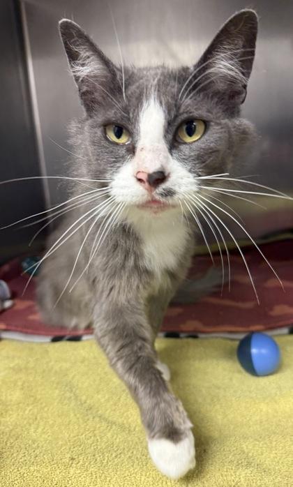 Enlarge Linda, a Adoptable mixed breed in Eugene, OR image 1/3