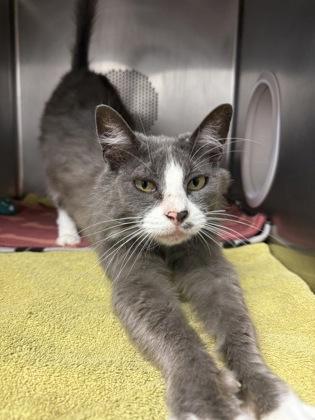 Enlarge Linda, a Adoptable mixed breed in Eugene, OR image 2/3