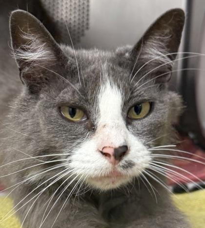Enlarge Linda, a Adoptable mixed breed in Eugene, OR image 3/3