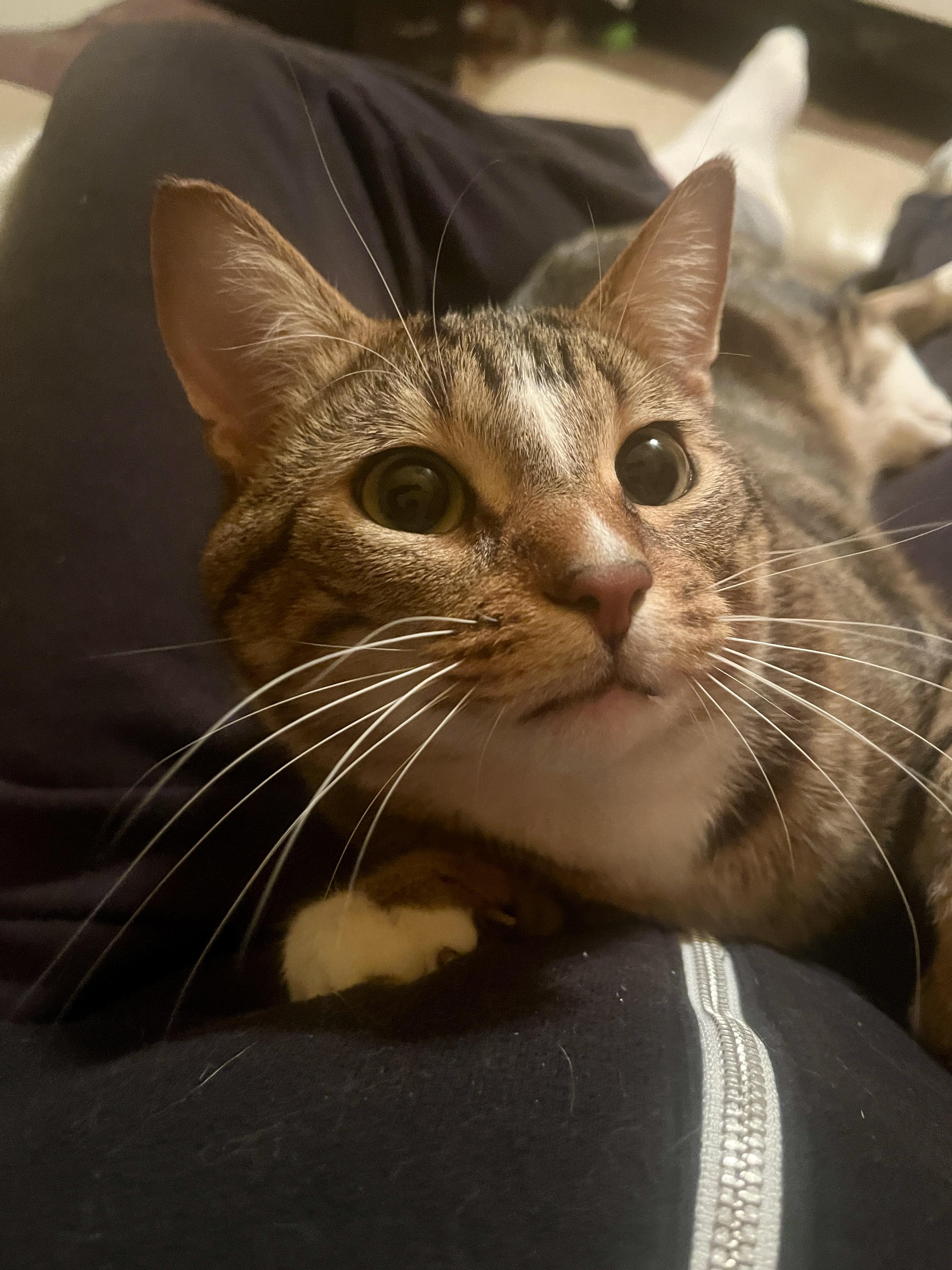 Enlarge Webster, an adopted Domestic Short Hair in Oak Forest, IL image 3/6